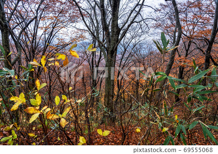 Autumn beech forest with a lot of scattered leaves 69555068