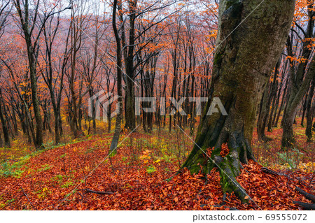 Autumn beech forest with a lot of scattered leaves Autumn beech forest with a lot of scattered leaves 69555072