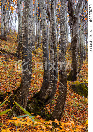 Autumn beech forest with a lot of scattered leaves 69555076