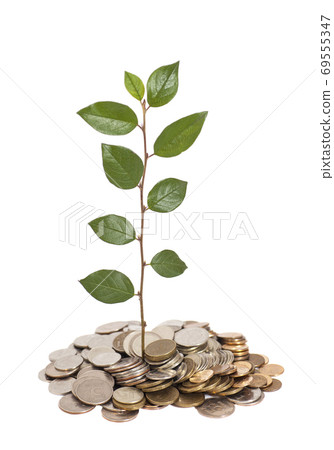Tree growing from pile of coins 69555347