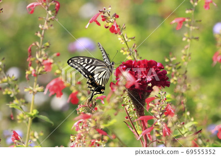 燕尾蝴蝶吸吮Kaito的蜂蜜 69555352