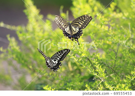 Two swallowtail butterflies that play 69555453