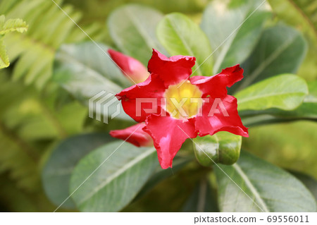 Red azalea flowers on the green tree. Adenium obesum is apprecia Red azalea flowers on the green tree. Adenium obesum is apprecia 69556011