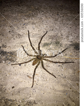 Big spider on the concrete floor at night. it is an eight legged predatory.  69556090