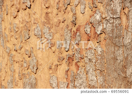 Pattern of brown color of bark. Close up of brown and gray tree Pattern of brown color of bark. Close up of brown and gray tree 69556091