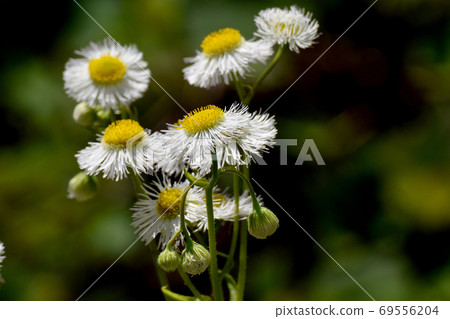 White halzion flowers blooming in Mitaka Nakahara 69556204