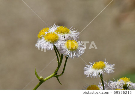 在三鷹中原盛開的白色halzion花 69556215