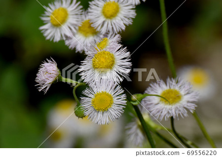 White halzion flowers blooming in Mitaka Nakahara White halzion flowers blooming in Mitaka Nakahara 69556220