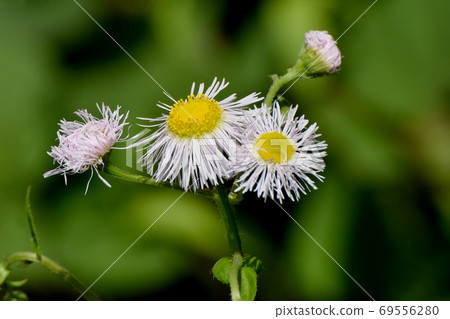 White halzion flowers blooming in Mitaka Nakahara 69556280