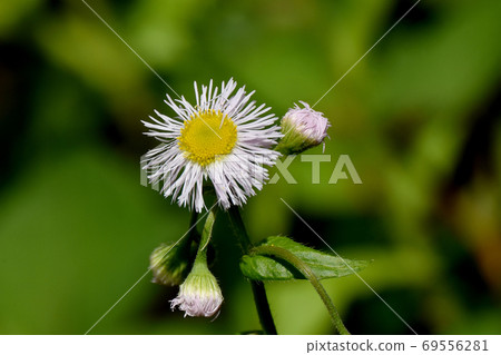 White halzion flowers blooming in Mitaka Nakahara 69556281