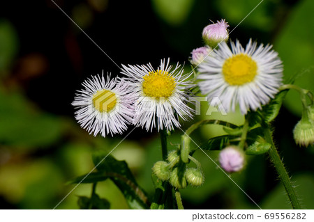White halzion flowers blooming in Mitaka Nakahara 69556282