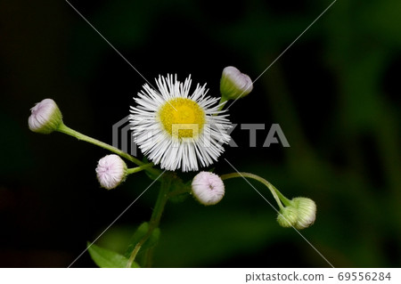 在三鷹中原盛開的白色halzion花 在三鷹中原盛開的白色halzion花 69556284