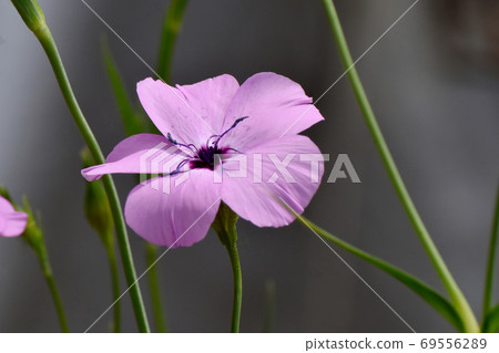 Pink Dianthus japonicus flowers blooming in Mitaka Nakahara Pink Dianthus japonicus flowers blooming in Mitaka Nakahara 69556289