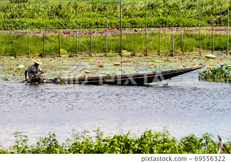 Lotus plantation on Inle Lake in Myanmar, former Burma Lotus plantation on Inle Lake in Myanmar, former Burma 69556322