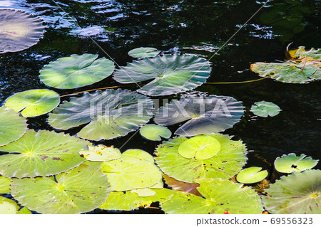 Lotus plantation on Inle Lake in Myanmar, former Burma 69556323
