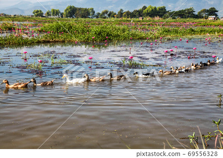Lotus plantation on Inle Lake in Myanmar, former Burma Lotus plantation on Inle Lake in Myanmar, former Burma 69556328