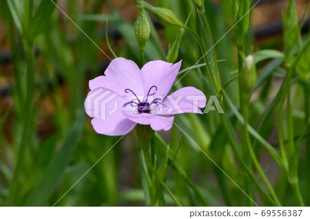 Pink Dianthus japonicus flowers blooming in Mitaka Nakahara 69556387
