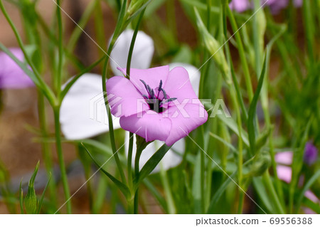 Pink Dianthus japonicus flowers blooming in Mitaka Nakahara 69556388