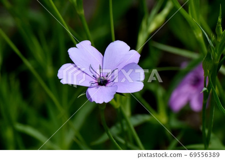 Pink Dianthus japonicus flowers blooming in Mitaka Nakahara 69556389