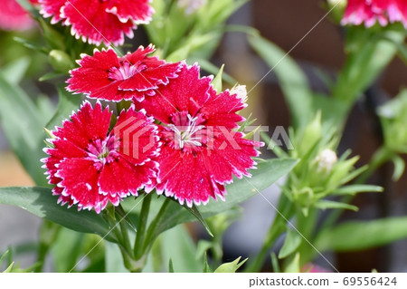 紅色的Nadesico(石竹)花盛開在三鷹中原 紅色的Nadesico(石竹)花盛開在三鷹中原 69556424