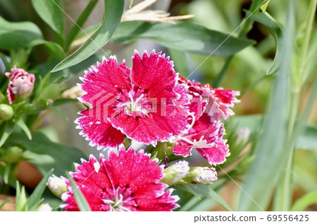 紅色的Nadesico(石竹)花盛開在三鷹中原 紅色的Nadesico(石竹)花盛開在三鷹中原 69556425