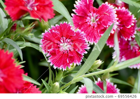 紅色的Nadesico(石竹)花盛開在三鷹中原 紅色的Nadesico(石竹)花盛開在三鷹中原 69556426