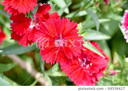 紅色的Nadesico(石竹)花盛開在三鷹中原 紅色的Nadesico(石竹)花盛開在三鷹中原 69556427