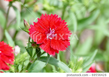 紅色的Nadesico（石竹）花盛開在三鷹中原 69556428