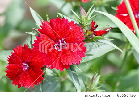 紅色的Nadesico(石竹)花盛開在三鷹中原 紅色的Nadesico(石竹)花盛開在三鷹中原 69556430