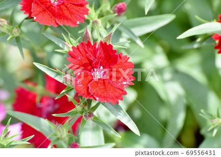 Red dianthus flowers blooming in Mitaka Nakahara 69556431