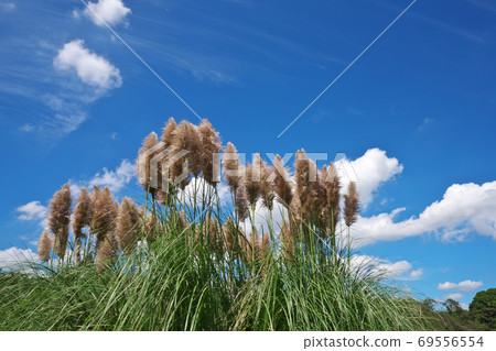 Pampas grass (pink pampas grass) that grows beautiful ears in the autumn sky Pampas grass (pink pampas grass) that grows beautiful ears in the autumn sky 69556554