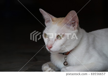 White cat brown lying down with black background. a small domest White cat brown lying down with black background. a small domest 69556657
