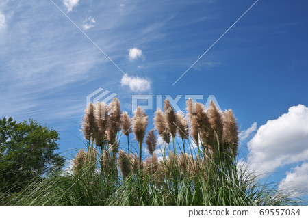 Murasakishiroganeyoshi (pink pampas grass) whose ears are in full bloom 69557084