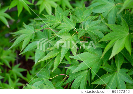 Blue maple Blue maple 69557243