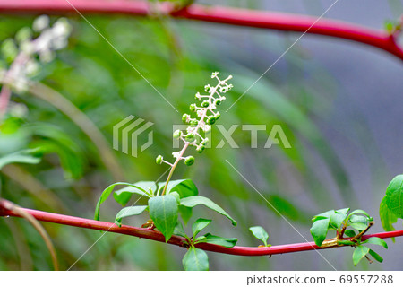紅柄羊山寺 紅柄羊山寺 69557288