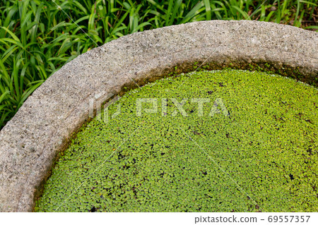 Frog rice Frog rice 69557357