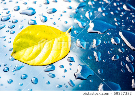 Green leaves, water droplets on the mirror surface, naturally clean water. Green leaves, water droplets on the mirror surface, naturally clean water. 69557382
