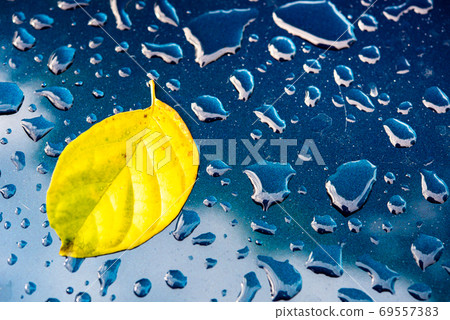 Green leaves, water droplets on the mirror surface, naturally clean water. Green leaves, water droplets on the mirror surface, naturally clean water. 69557383