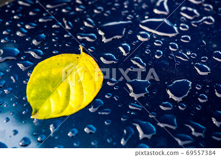 Green leaves, water droplets on the mirror surface, naturally cl Green leaves, water droplets on the mirror surface, naturally cl 69557384