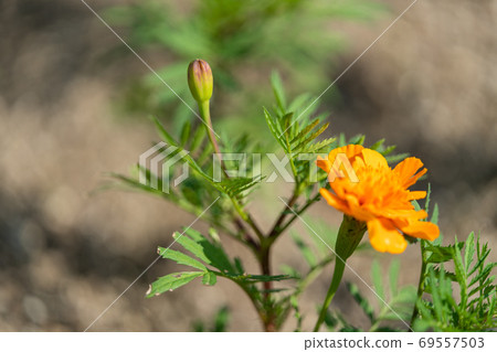 Marigold Asteraceae Tagetes genus Marigold Asteraceae Tagetes genus 69557503