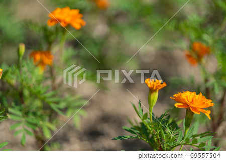 Marigold Asteraceae Tagetes genus Marigold Asteraceae Tagetes genus 69557504