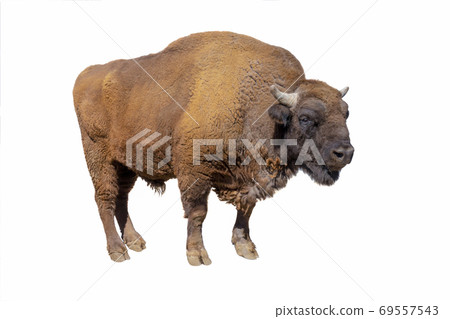 bison isolated on white 69557543