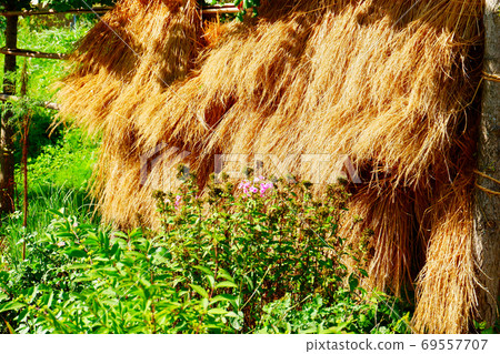 乾米飯 乾米飯 69557707