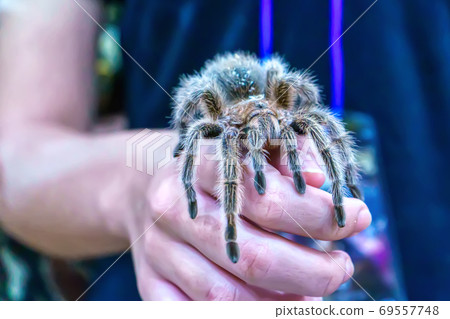 Giant spider 69557748