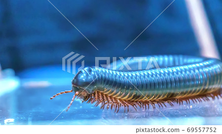 Giant millipede Giant millipede 69557752