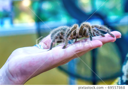 Giant spider Giant spider 69557868