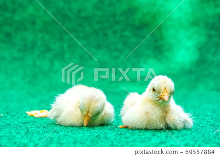 The yellow chicks 69557884