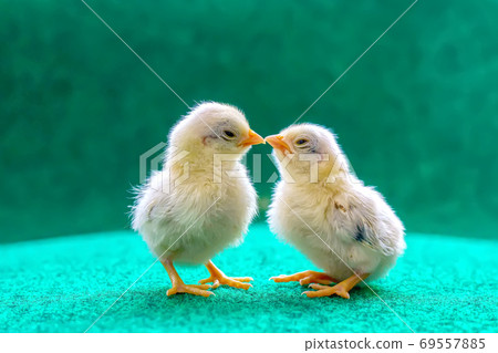 The yellow chicks The yellow chicks 69557885
