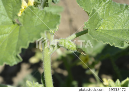 Squirting cucumber Squirting cucumber 69558472