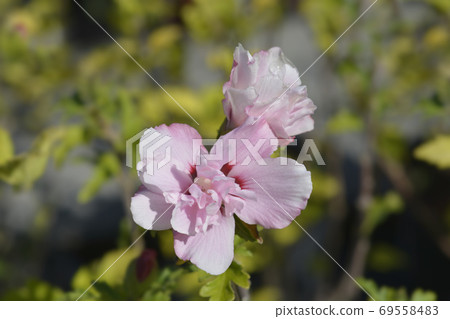 Rose Of Sharon Ardens Rose Of Sharon Ardens 69558483